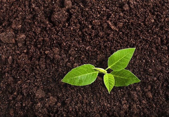 How to Test Soil pH - Bob Vila